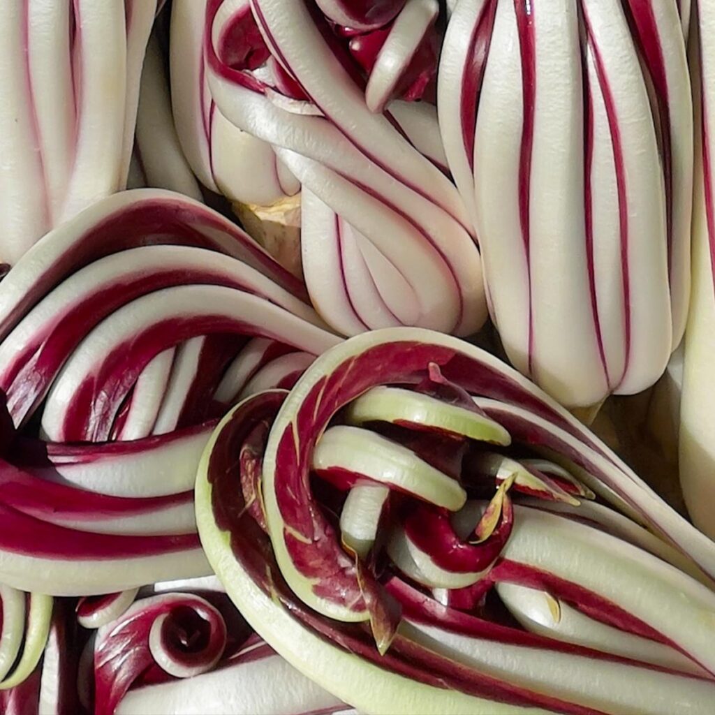 radicchio rosso di treviso